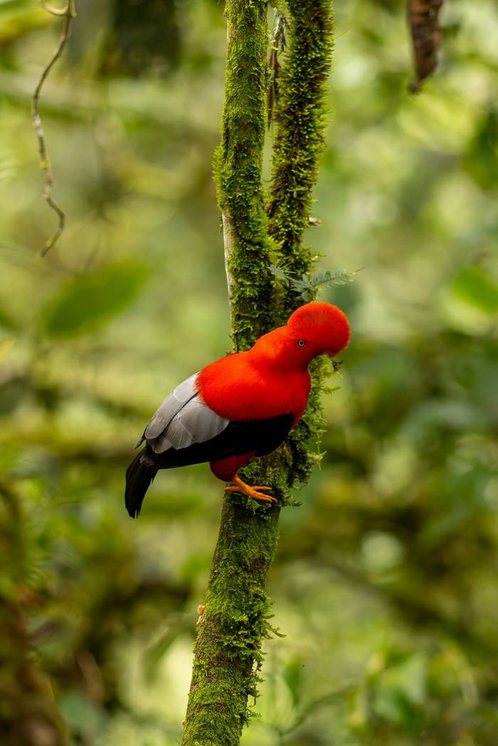 Andean Cock-of-the-Rock © Francisco Muñoz.jpg