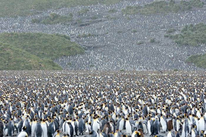 King Penguins - Salisbury Plain, South Georgia.jpg