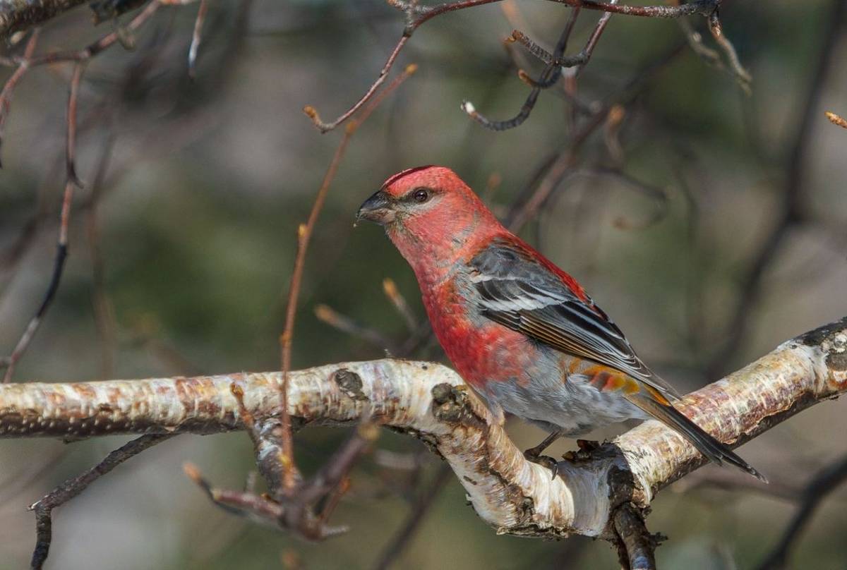 Pine Grosbeak