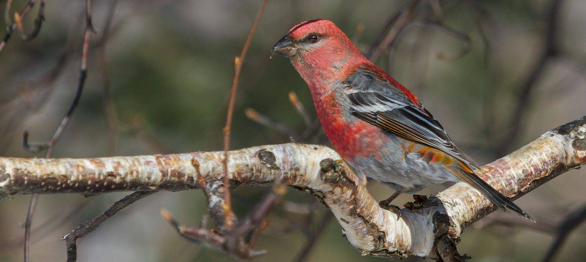 Pine Grosbeak