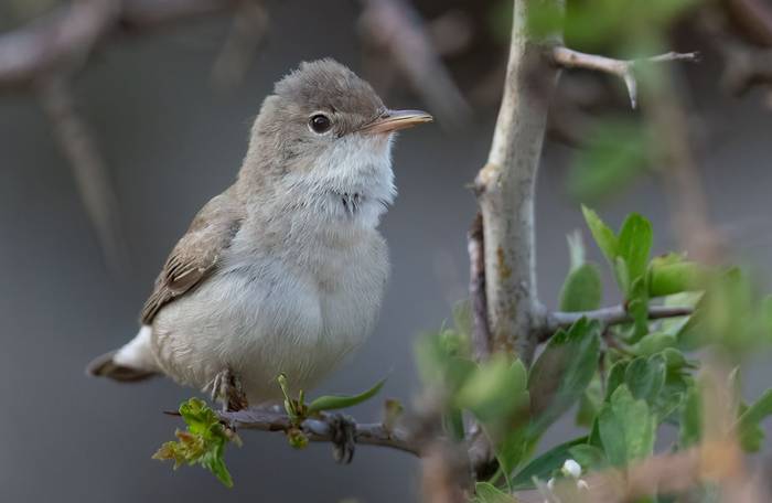 Upcher's Warbler © Chris Griffin, May 2025 1.jpg
