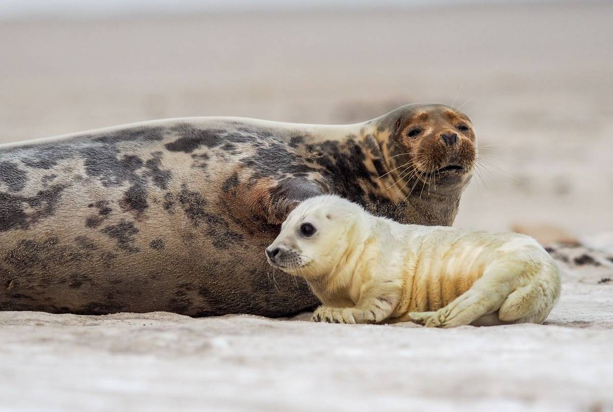 Grey Seal mother and pup. shutterstock_123626359.jpg