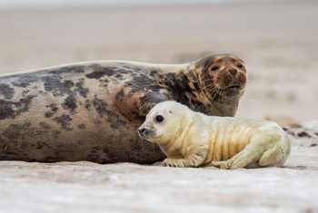 Grey Seal mother and pup. shutterstock_123626359.jpg