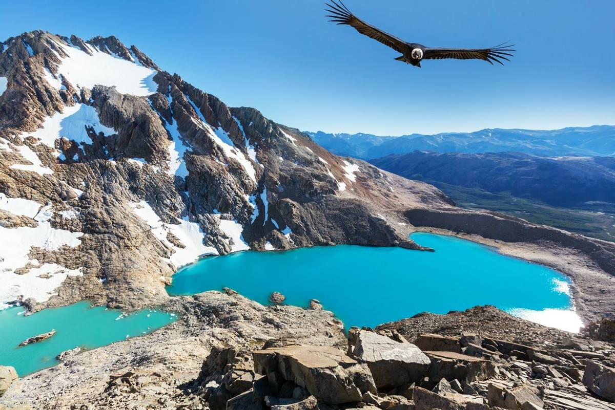Andean Condor  flying over mountains,  Patagonia, Argentina.