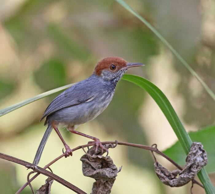Cambodian Tailorbird © Neil McMahon