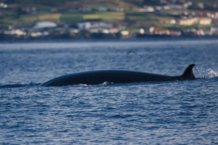 Sei Whale (possible hybrid) (Sara Frost).jpg