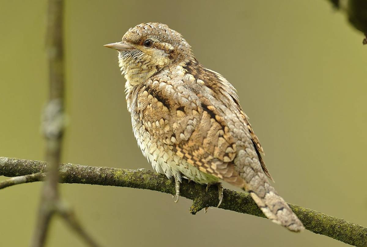 Wryneck shutterstock_172008665.jpg
