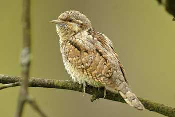 Wryneck shutterstock_172008665.jpg