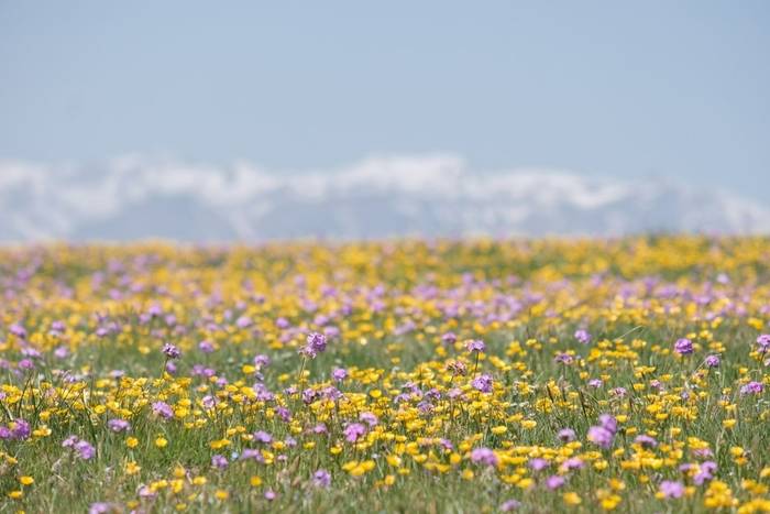 Flora, Kazakhstan shutterstock_2636085535.jpg