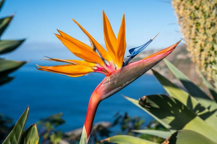 Strelitzia Flower, Maderia Shutterstock 1155125128