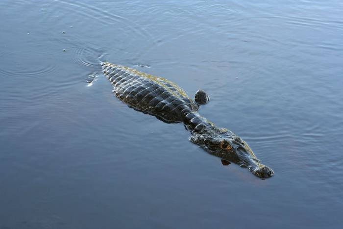 Black Caiman, Madidi National Park, Bolivia