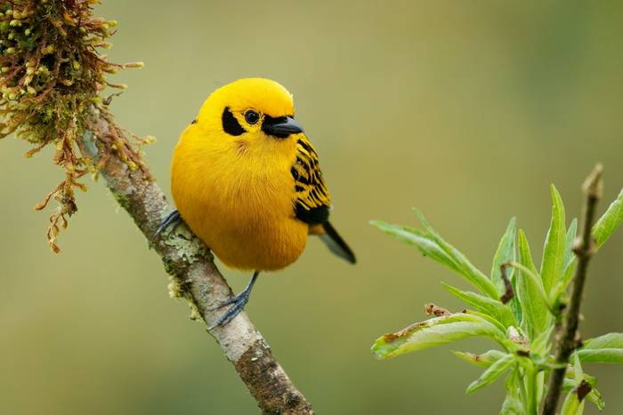 Golden Tanager, Ecuador shutterstock_2177267023.jpg