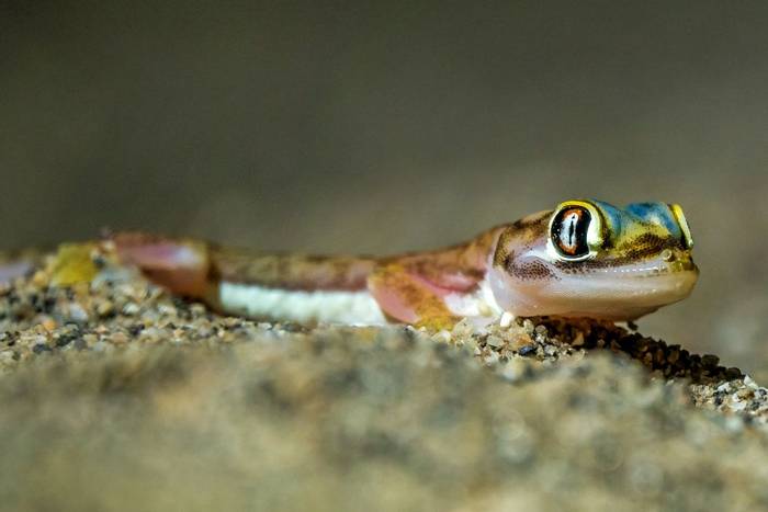 Namib Web-footed Gecko (Pachydactylus rangei) © Russell Scott, January 2023 tour