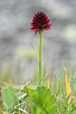 Vanilla Orchid (Gymnadenia rhellicani)