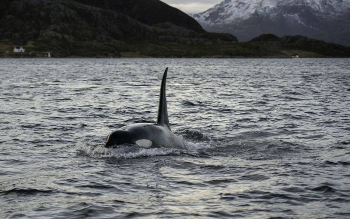 Orca male, Northern Norway