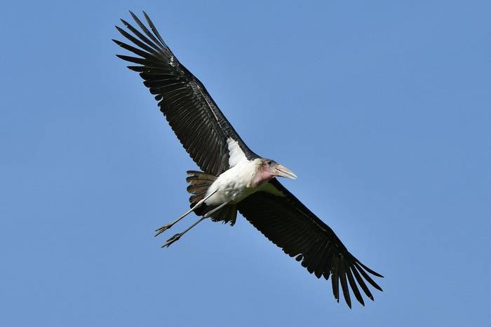 Marabou Stork in flight © Helen Pinchin