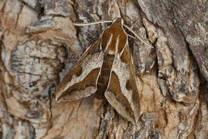 Barbary Spurge Hawk-moth © Dave Jackson, November 2025 tour