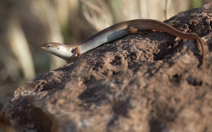 Levant Skink © Chris Griffin, May 2025 tour (40).jpg