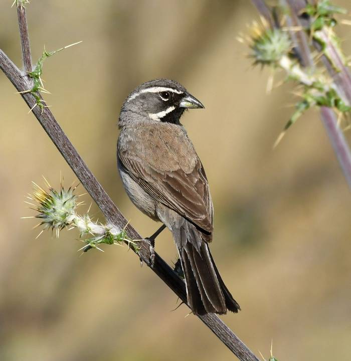 black-throated sparrow.jpg