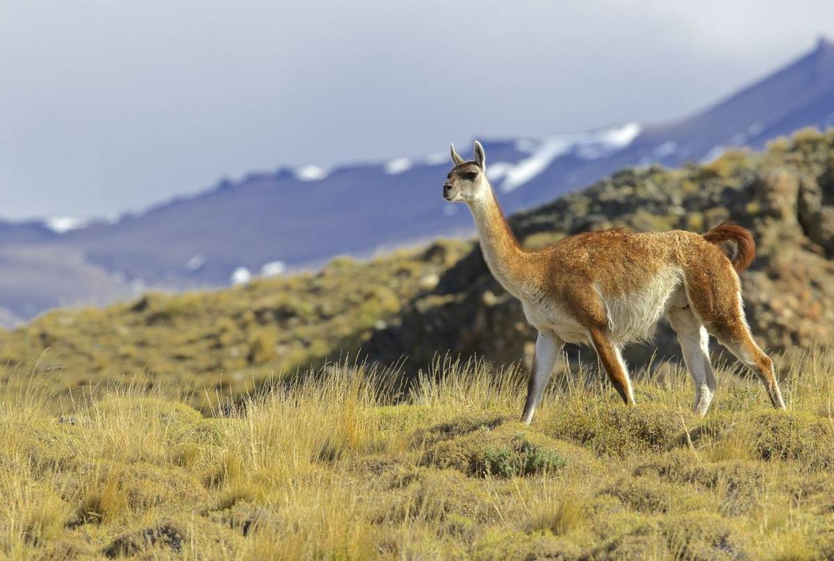 Guanaco (Dani Free)