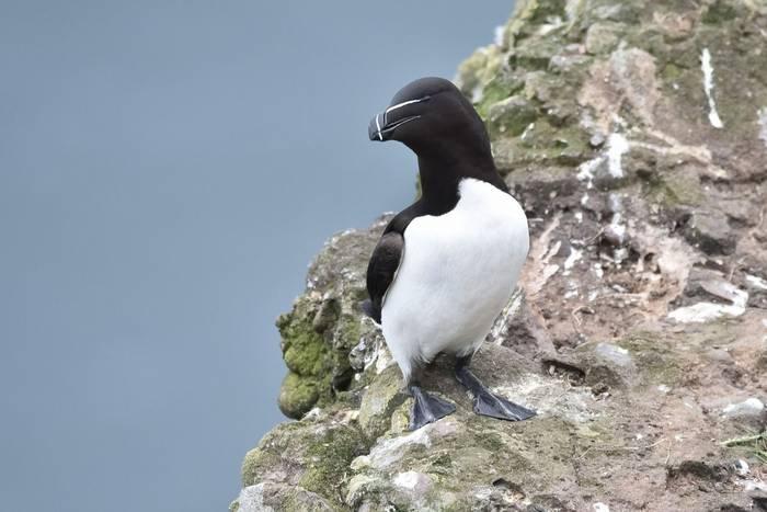 Razorbill