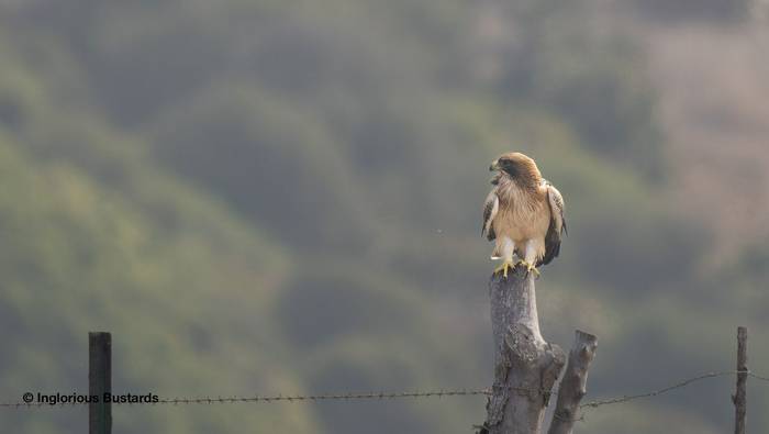 Booted Eagle.jpg