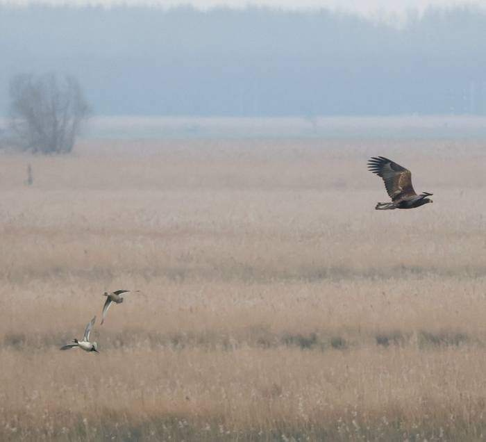 White-tailed Eagle, Tom Brereton.jpg