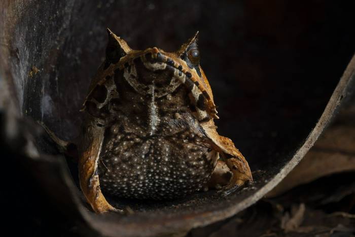 Spix's Horned Treefrog (Hemiphractus scutatus) © Jaime Culebras