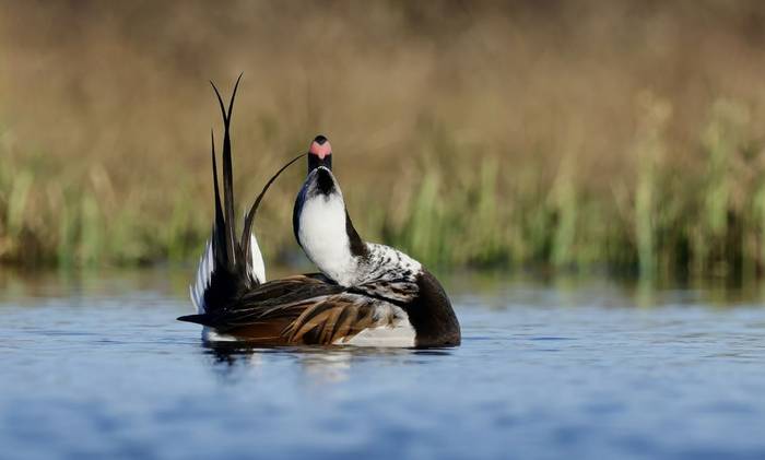Long-tailed Duck (Dave Jackson)