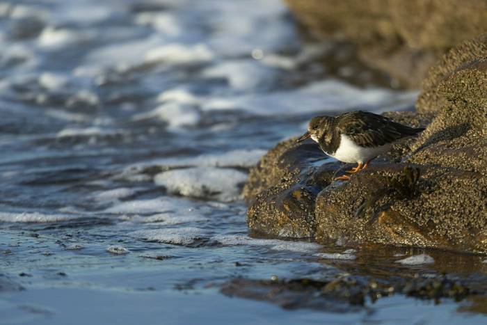Ruddy turnstone Arenaria interpres, adult feeding on shellfish, Burghead, Moray, Scotland, UK