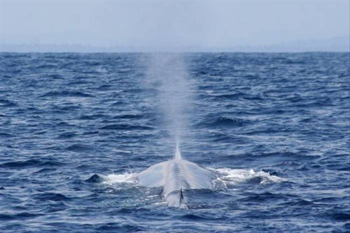 Blue Whale spout (Paul Cottis)