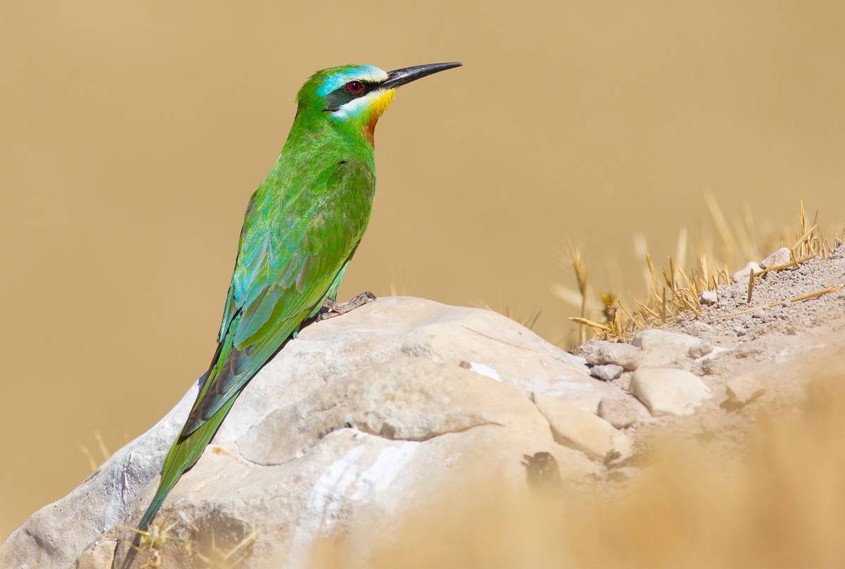 Blue-cheeked-Bee-eater-shutterstock_1457203595.jpg