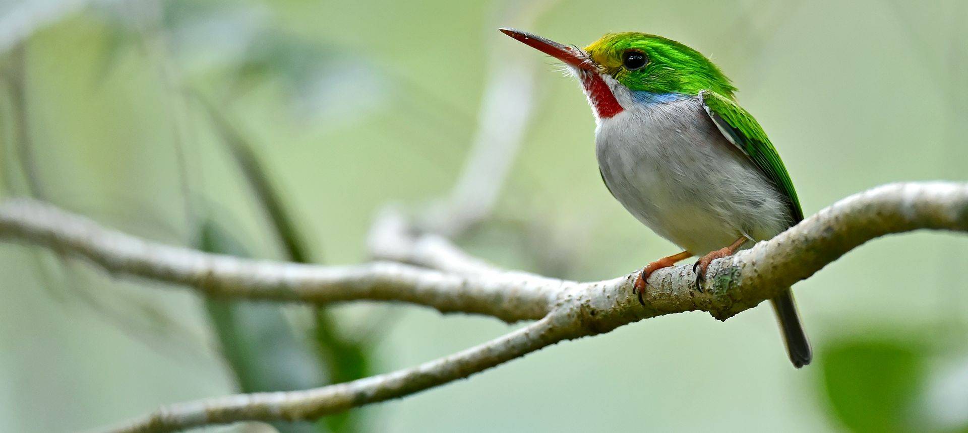 Cuban Tody, Cuba Shutterstock 281648213