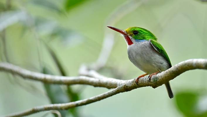 Cuban Tody, Cuba Shutterstock 281648213