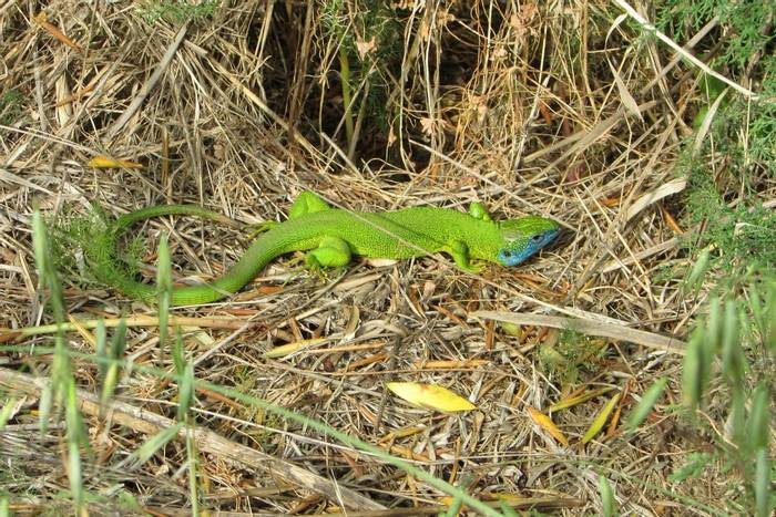 Western Green Lizard (Lacerta bilineata) © Jon Mycock