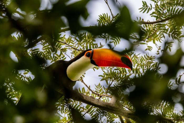 Toco Toucan © James Warren, May 2026.jpg