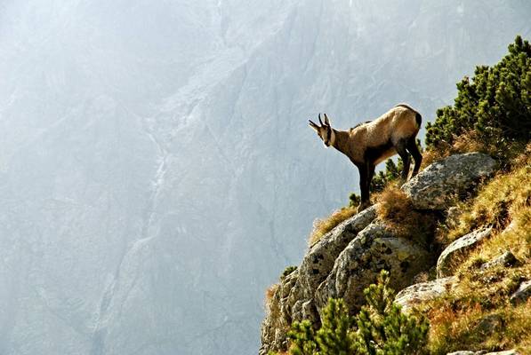 Chamois, Slovakia (Matyas Arvai).jpg