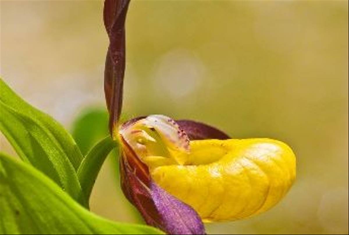 Lady Slipper Orchid