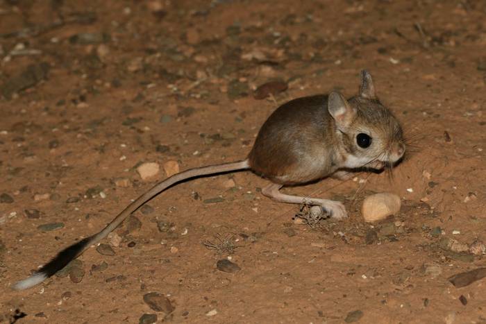 Lesser Egyptian Jerboa