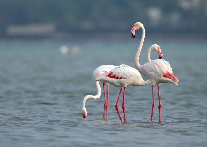 Greater Flamingo shutterstock_348358559.jpg
