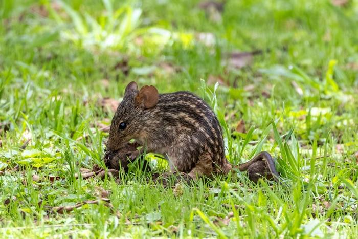 Zebra Mouse © Carole and David Clarke, February 2026 tour