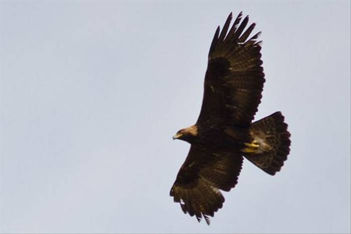 Golden Eagle (Bryan Rains)