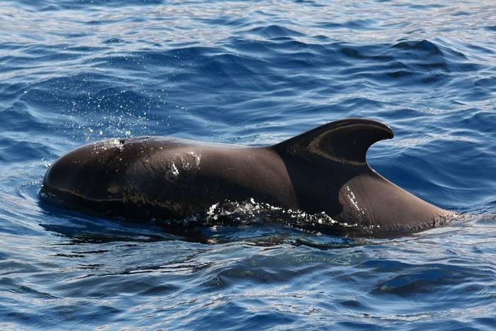 Long-finned Pilot Whale