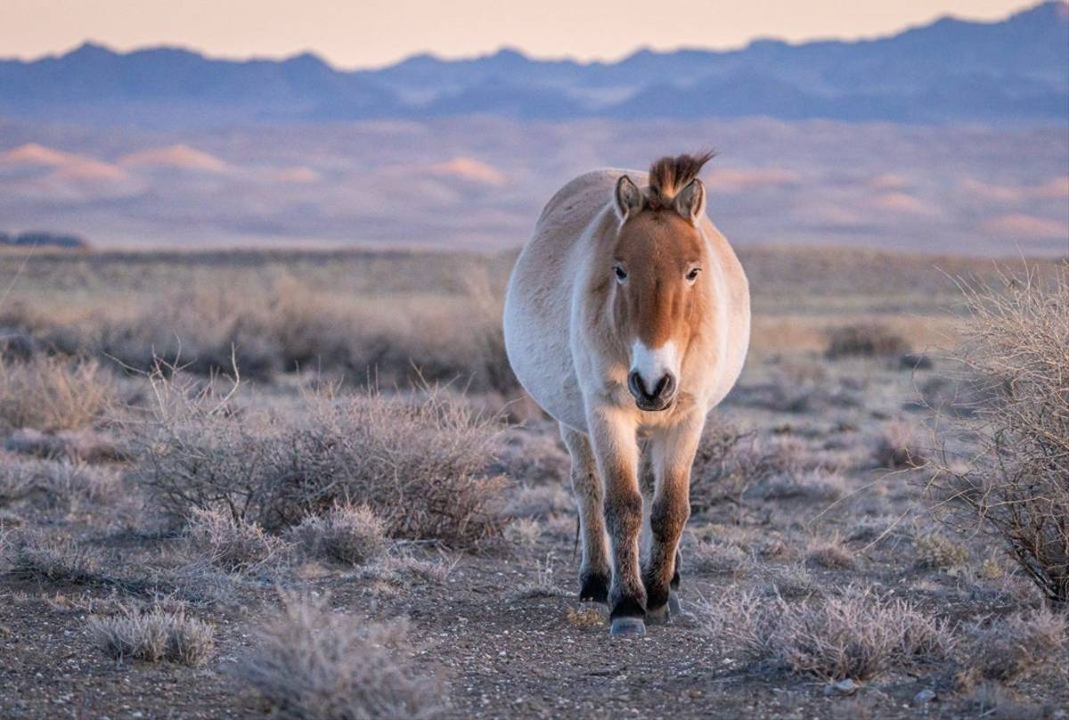 Przewalski's Horse (Soaring Expeditions)