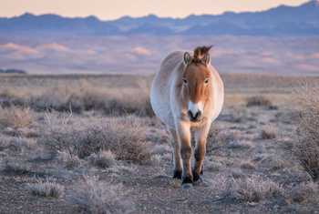 Przewalski's Horse (Soaring Expeditions)