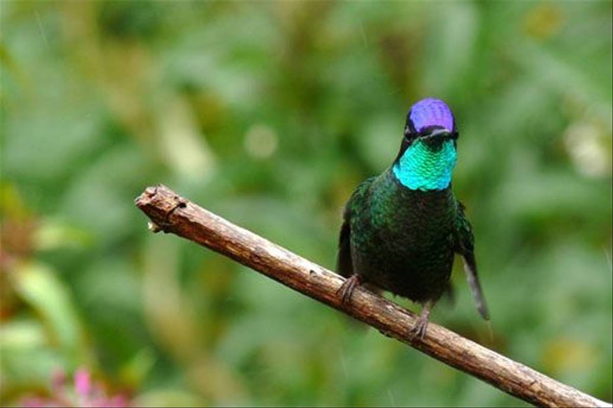 Magnificent Hummingbird (Chris Kehoe)