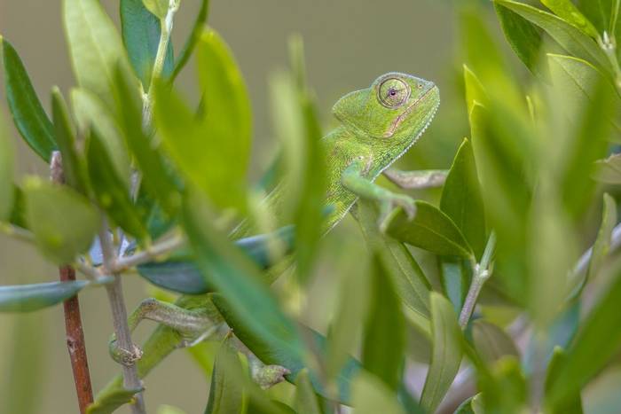 African Chameleon, Greece_shutterstock_1051516244.jpg