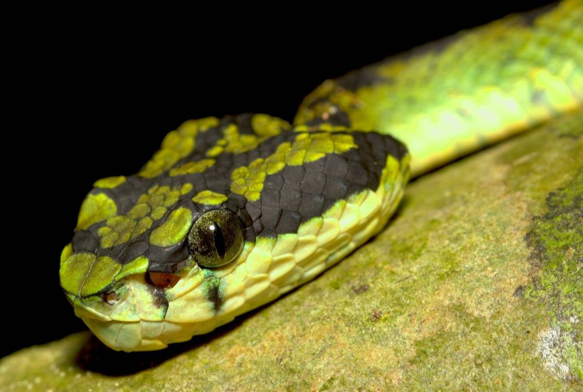 Sri Lankan Green Pit Viper, Sri Lanka