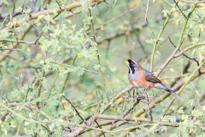 Many-coloured Chaco Finch, Paraguay  shutterstock_2194779691.jpg