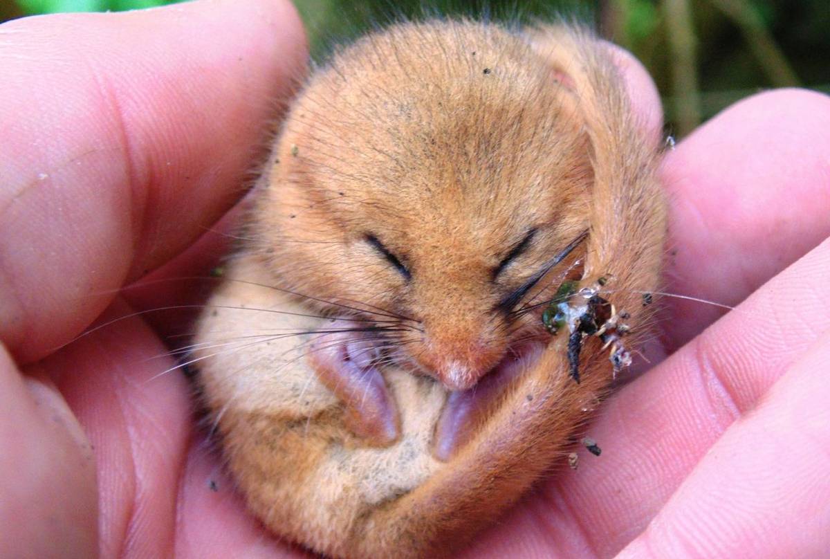 Dormouse